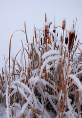 cat tail reeds in the snow