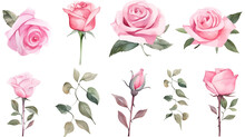 Watercolor Elements Pink Roses On A White Background