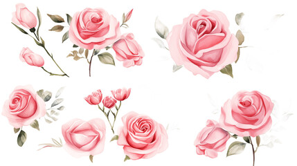 Wall Mural - Watercolor elements pink roses on a white background