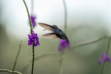 hummingbird flying in Costa Rica natural beautiful animal bird