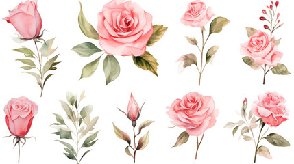 Wall Mural - Watercolor elements pink roses on a white background