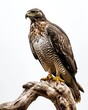 Majestic Serpent Eagle standing on old wood isolated on white AI Generative