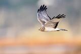 Fototapeta  - harrier in flight