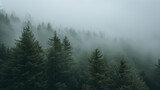 Fototapeta  - high angle shot of a foggy forest landscape