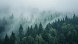 Fototapeta Las - high angle shot of a foggy forest landscape