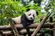 © Seasonal Mood - A young panda cub with striking black and white fur looks curiously at the camera while resting on a wooden structure surrounded by lush green bamboo.
