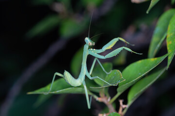 Wall Mural - mantis in green nature or in garden. Praying mantis standing on a leaf.