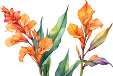 Watercolor Painting Of Canna Flower. 