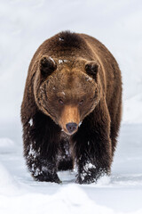 Wall Mural - adult brown bear in cold time. animal in wild winter nature