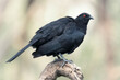 Isolated individual Australian white-winged chough (Corcorax melanorhamphos) perched on a branch  with ruffled feathers and blurred background