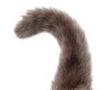Fototapeta Na sufit - Cat's tail isolated on transparent background. Close-up