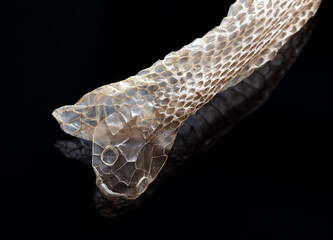 Wall Mural - Snake skin on a black background