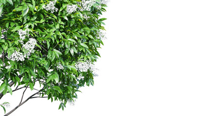 Poster - Ligustrum flowering isolate transparent background.3d rendering PNG