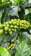 Fresh raw coffee bean fruit in green nature with leaves Vertical image format