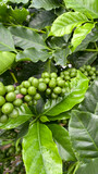 Fototapeta Na sufit - Fresh raw coffee bean fruit in green nature with leaves Vertical image format