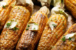 Grilled sweet corn cobs with butter seasoned with cilantro closeup low angle view