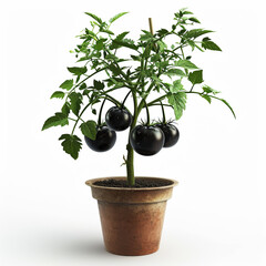 Canvas Print - The potted black tomatoes bear fruit