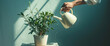 watering plant in white pot, a person watering a small green plant in a pot in home office room