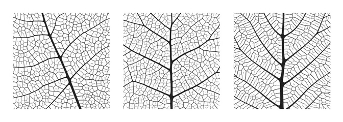 Wall Mural - leaf vein texture abstract background set with close up plant leaf cells ornament texture pattern. b