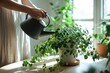 Woman pour water in flower pot with indoor houseplant on table from green watering can. Female working with plants as hobby or leisure occupation