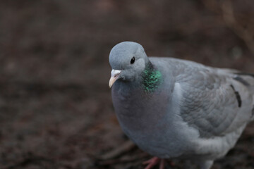 Poster - A  Stock Dove, Columba oenas, searching for food along the bank of a lake.