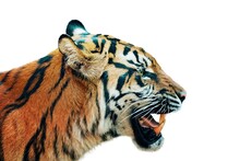 Sumatran Tiger, Panthera Tigris Sumatrae Isolated On White