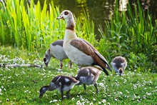 Egyptian Goose Family In Spring