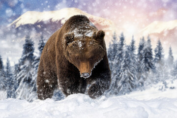 Sticker - Adult Brown bear in cold time. Animal in wild winter nature