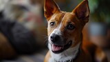 Fototapeta Psy - Adorable Brown White Basenji Dog Smiling, Desktop Wallpaper Backgrounds, Background HD For Designer
