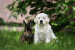 golden retriever puppy and bunny posing together on grass