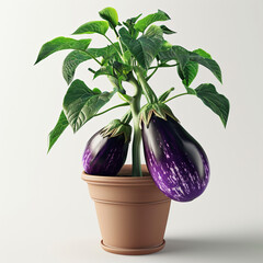 Canvas Print - The eggplant in the flowerpot has borne fruit