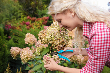 Canvas Print - Woman pruning hydrangea flowers with secateurs in garden