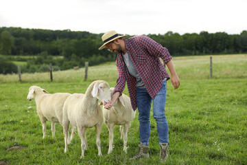 Poster - Smiling man feeding sheep on pasture at farm