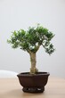 © New Africa - Beautiful bonsai tree in pot on wooden table