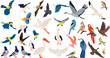 set of birds of different breeds on a white background, vector