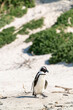 Penguin walking on the beach of south africa