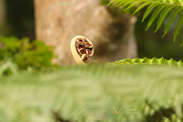 Tree Fern