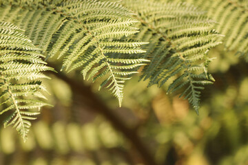 Tree Fern