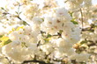 Weiße Aprilblüte