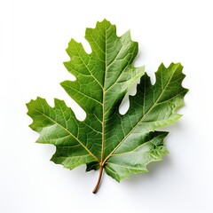 green maple leaf isolated on white Created with generative Ai