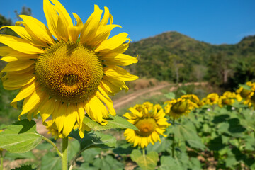 sunflowers in the field with a Trail to the Mountain in the Background