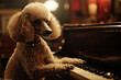 A poised poodle captivates with its musical talent as it effortlessly plays a piano indoors, its paws gracefully gliding over the keyboard