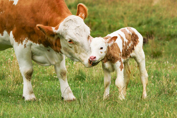 Newborn_Calf