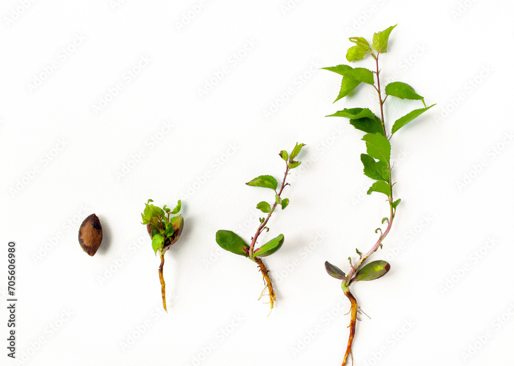 Tree Germinate Apricot pit germination stages. Development stages of a tree sprout ...
