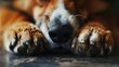 Close-up of a dog's paws and nose while lying down