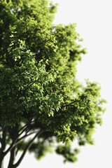 Poster - A picture of a tree with vibrant green leaves against a clean white background. Perfect for use in nature-themed designs or as a backdrop for text and graphics