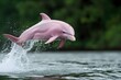 Pink dolphin jumping