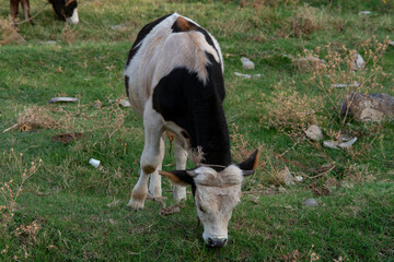 Black and white cow grazing on a plastic polluted meadow in the mountains. Environmental pollution concept