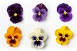 Set of pansies isolated on white background. Top view. Generative AI