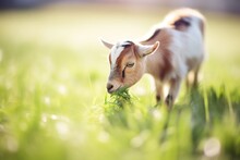 Goat Eating Grass In Sunny Pasture